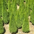 Piramida thuja: odmiany, opis, właściwości roślin